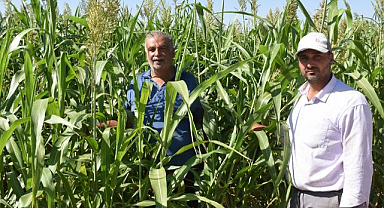 Sorgun otu hayvancılığa yeni umut oldu