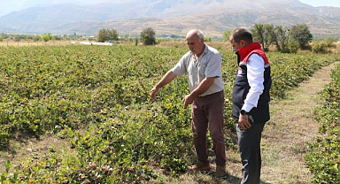 Tarımda ürün çeşitliliği artıyor