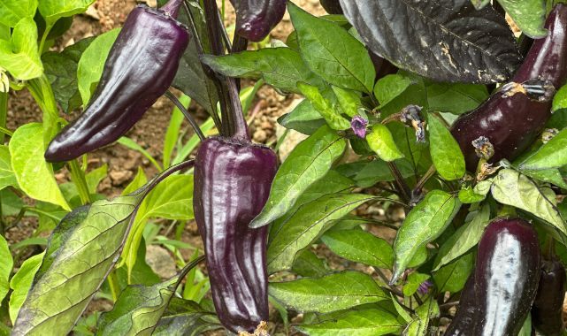 Tarlada gören dönüp bir daha baktı! Meksika ve Peru'dan gelen mor sürpriz