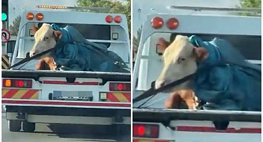 Trafikte görenleri hayrete düşüren görüntü!