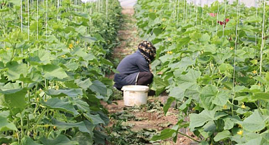 Üreticilere yüzde 50 hibeli sera örtüsü desteği   
