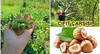 Uzundere’de yeşerdi Fındık dalları!