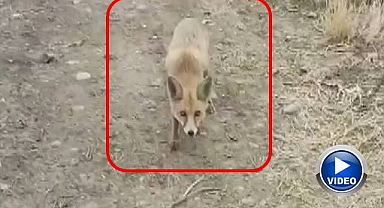 Vatandaşın tilki ile sohbeti güldürdü