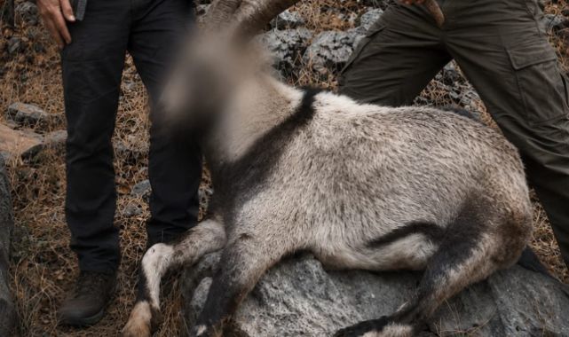 Yaban keçisi avlayanlara ceza!