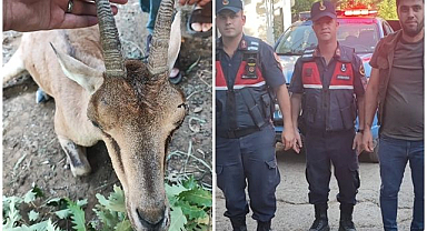 Yaralı dağ keçisini jandarma kurtardı   
