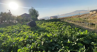Yazın bereketi kış sofralarına ulaşıyor