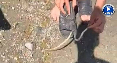 Yılanı yakaladı, arkadaşının peşine düştü!