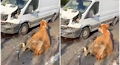 Yola çıkan inekler kazaya neden oldu