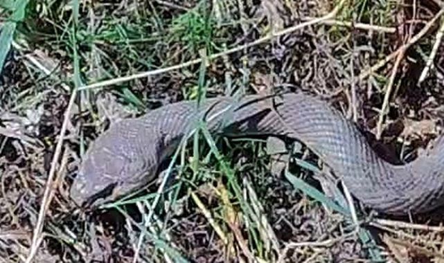  1,5 metrelik kocabaş yılanı görüntülendi