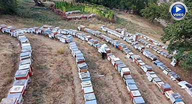 10 kovanla başladı, 650 kovana ulaştı