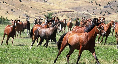 15 safkan Arap tayı açık artırmayla satılacak