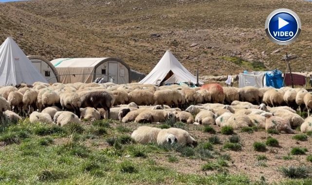 150 bin TL maaş var, çoban yok!