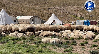150 bin TL maaş var, çoban yok!