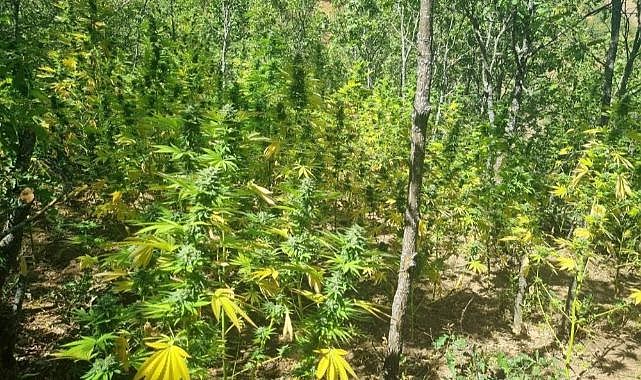 Bingöl'de 19 bin kök kenevir ele geçirildi