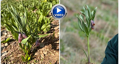 3 yıllık çalışma sonuç verdi! Yeni bitki türü keşfedildi