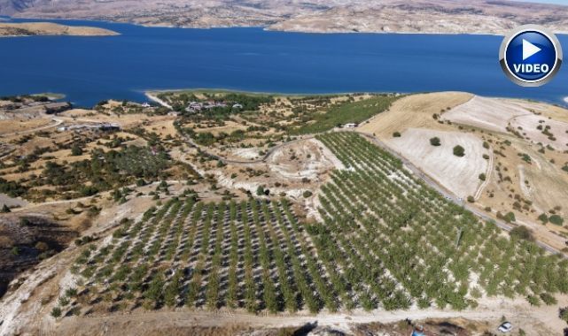 9 yılda tarlasının kaderini değiştirdi! Arpa tarlasından Fransız bademi hasadına