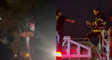 Ağaçta mahsur kaldı! İtfaiye ekipleri yavru kedi için seferber oldu!
