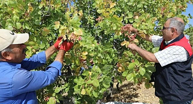 Antep fıstığında hasat heyecanı