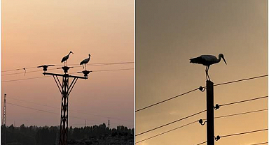 Aras Elektrik’ten gökyüzüne uzanan koruma! Göçmen kuşlar ölmesin