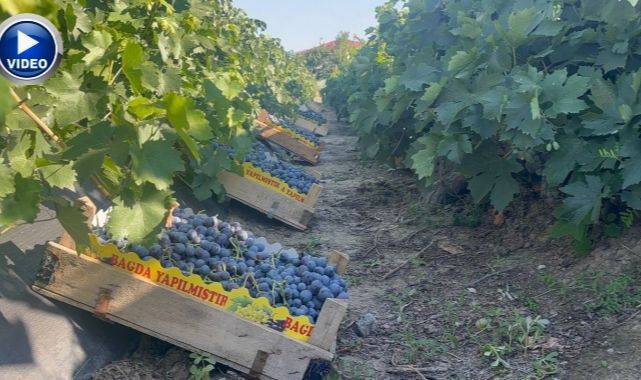 Asırlık bağlarda hasat coşkusu! Cimin üzümü toplanıyor