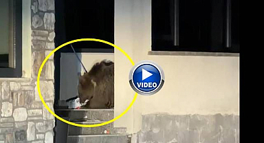 Ayı avluya girdi, vatandaş araçta mahsur kaldı!