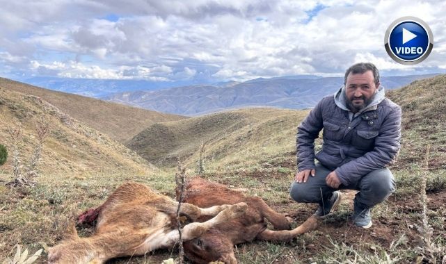 Ayı saldırısında iki buzağı telef oldu
