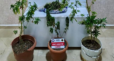 Baskın yapılan evden esrar ve kenevir çıktı