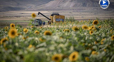 Belediyeden Erzurum çiftçisine hasat desteği
