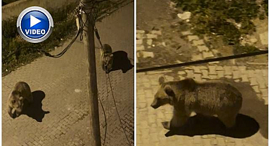 Boz ayılar mahalle aralarında cirit attı!