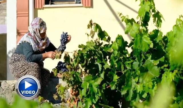 Bu yaşta, bu çalışma! Görenler şaşıp kalıyor
