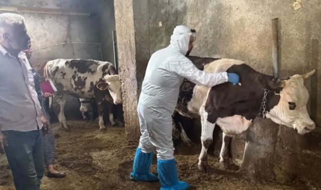 Büyükbaşlarda şap aşısı mesaisi