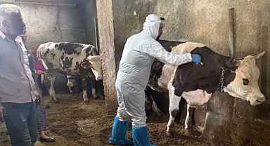 Büyükbaşlarda şap aşısı mesaisi