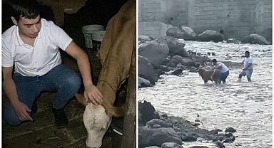 Dereye düşen buzağı için seferber oldular!