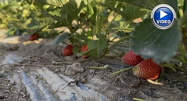 Doğu'da alternatif tarım: 5 dönümlük tarlada çilek hasadı