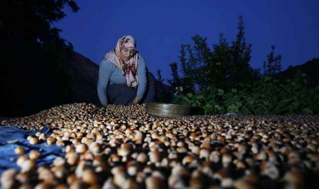 Doğu'nun Karadeniz'inde fındık hasadı