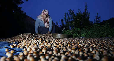 Doğu'nun Karadeniz'inde fındık hasadı