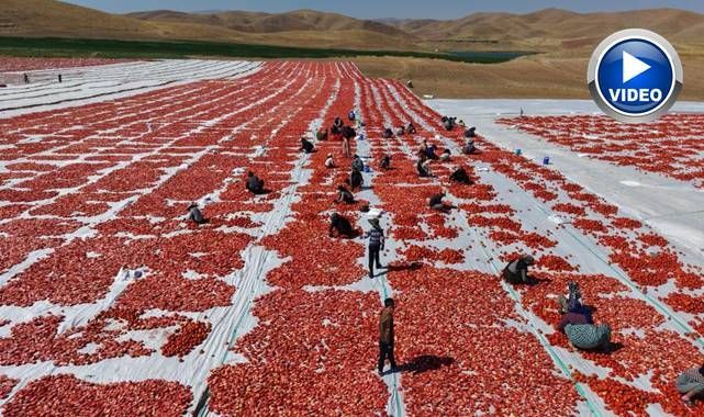 Dünya sofralarını tatlandıran lezzet!