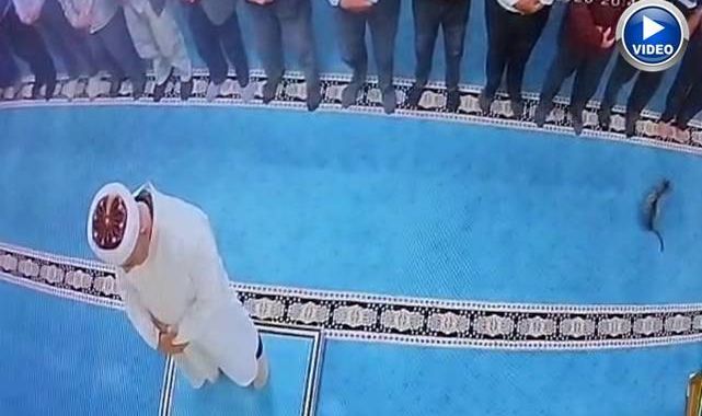Erzurum'da camide kediye şiddet görüntülerine tepki yağdı! Başsavcılık harekete geçti