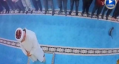 Erzurum'da camide kediye şiddet görüntülerine tepki yağdı! Başsavcılık harekete geçti