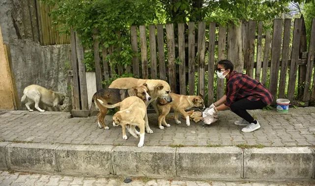 Erzurum’da sokak hayvanlarını besleme yasağına karşı imza kampanyası