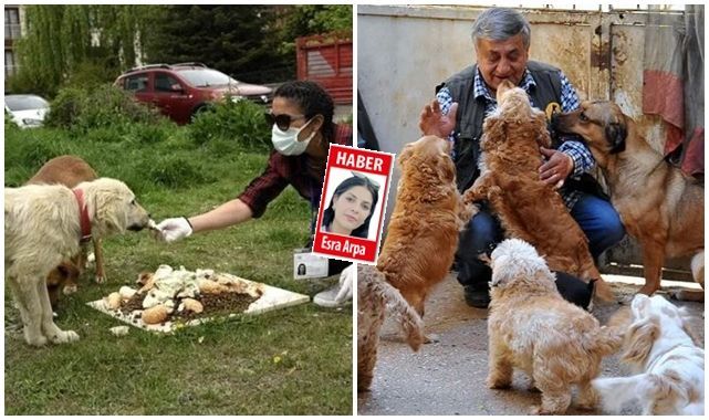Erzurum'da sokak köpeği besleme yasağı! Kim, ne kadar  ceza alacak?