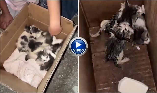 Erzurum'da terk edilen yavru kedilere mahalleli sahip çıktı!