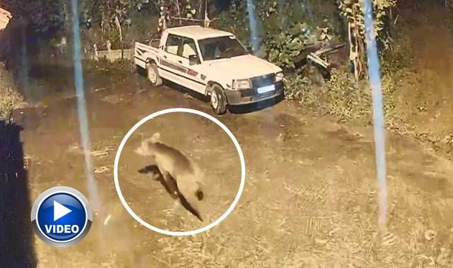 Evin kapısına kadar geldi! O anlar kamerada