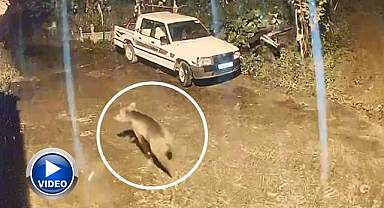 Evin kapısına kadar geldi! O anlar kamerada
