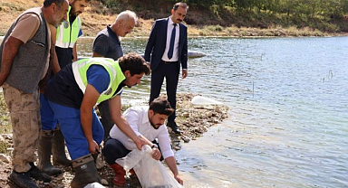 Göl ve göletlere 1,4 milyon yavru sazan bırakıldı