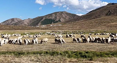 Hayvan otlatma kavgası can aldı!