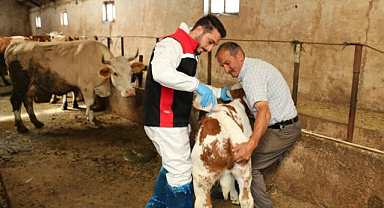 Hayvanları keneden böyle koruyorlar