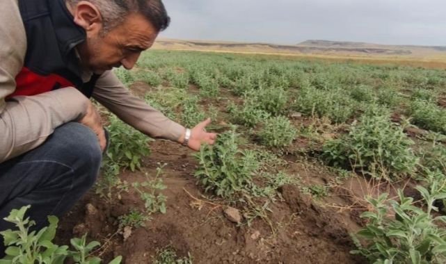 İlk hasat için geri sayım başladı
