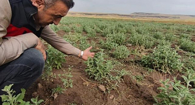 İlk hasat için geri sayım başladı