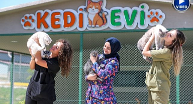 Kimsesiz kediler yeni yuvalarında